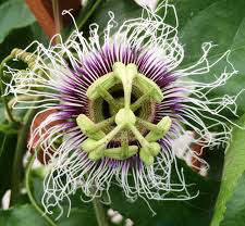 Passion Flower