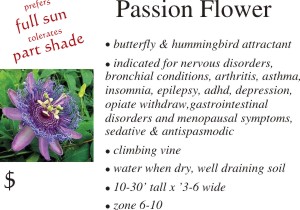 Passion Flower