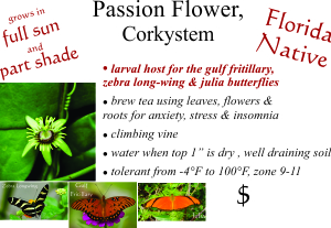 Corkystem Passion Flower