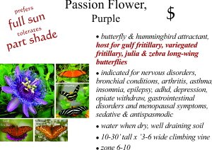 Purple Passion Flower