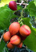 Peanut Butter Tree