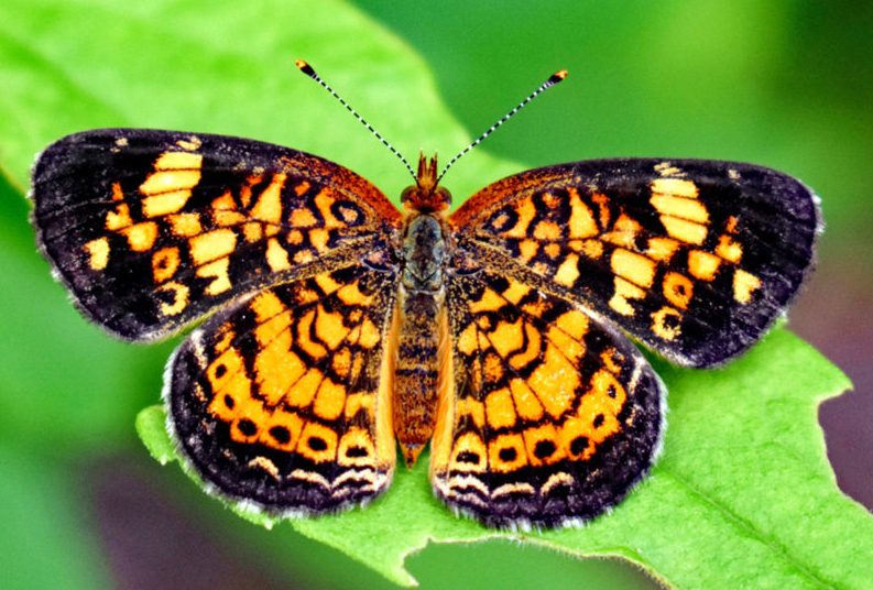 Pearl Crescent