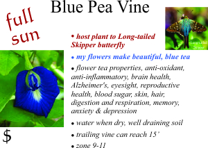 Blue Pea Vine