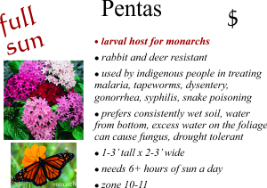 Pentas
