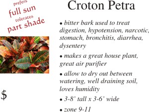 Croton Petra