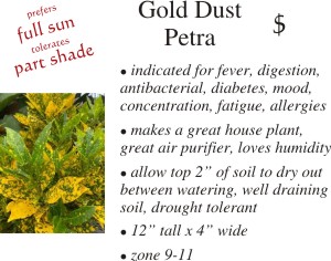 Gold Dust Petra