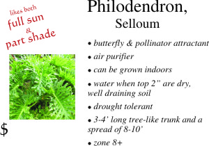 Selloum Philodendrom
