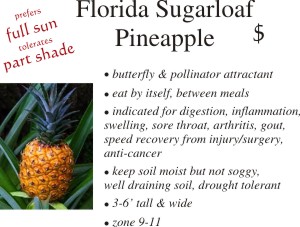 Florida Sugarloaf Pineapple