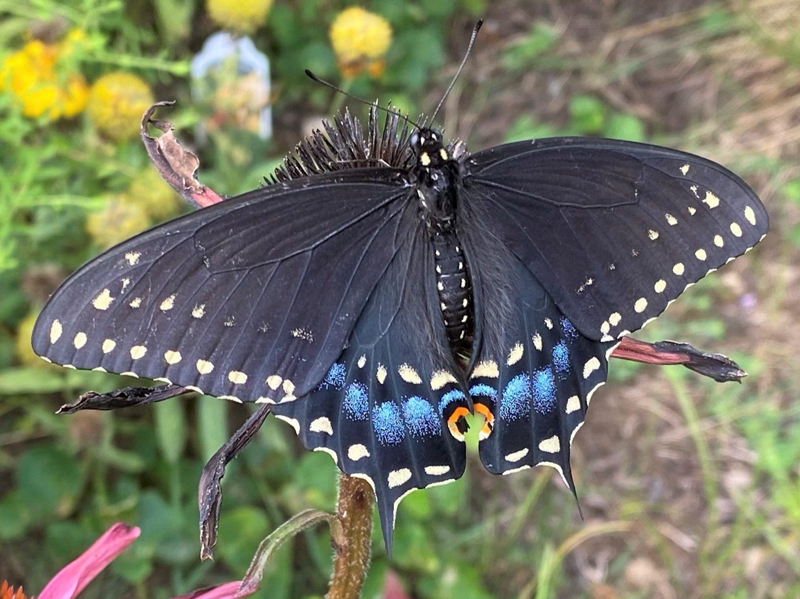 Pipevine Swallowtail