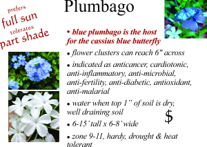 Plumbago