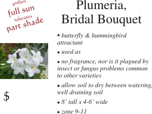 Bridal Bouquet Plumeria