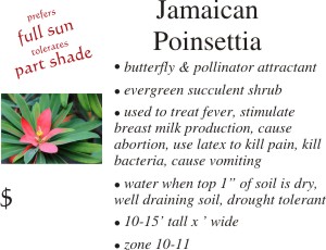 Jamaican Poinsettia