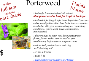 Porterweed