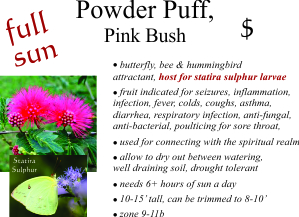 Powder Puff Bush