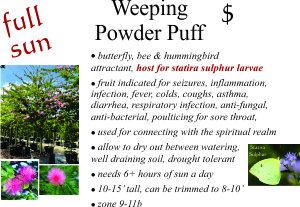 Weeping Powder Puff