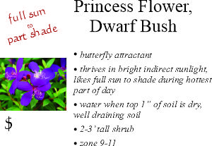 Dwarf Princess Flower