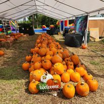 Pumpkin Patch