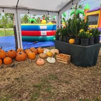 Pumpkin Patch