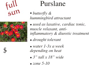 Purslane