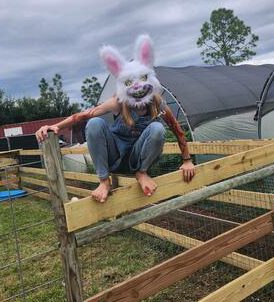 Rabbit
