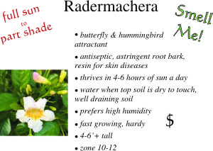 Radermachera