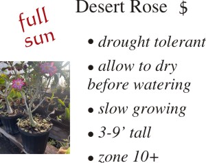 Desert Rose