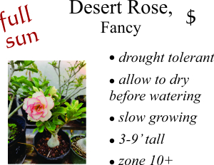 Fancy Desert Sun Rose
