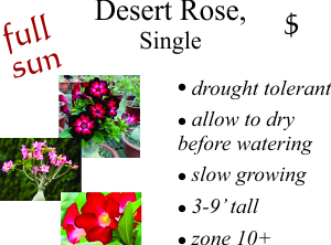 Desert Sun Rose