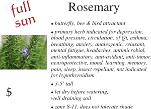 Rosemary