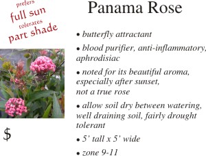 Panama Rose
