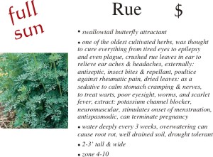 Rue