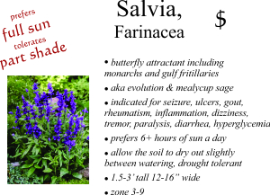 Farinacea Salvia