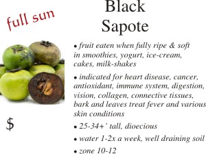 Black Sapote