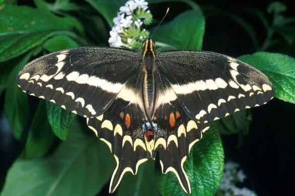 Schaus' Swallowtail