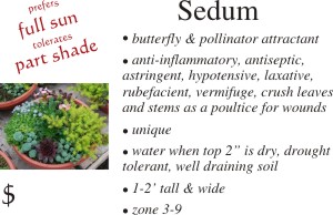 Sedum