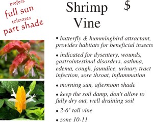 Shrimp Vine