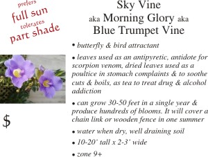 Blue Sky Vine