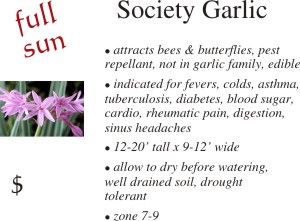 Society Garlic