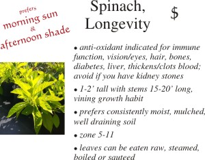 Longevity Spinach