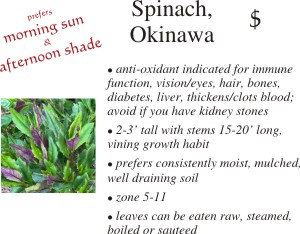 Okinawa Spinach