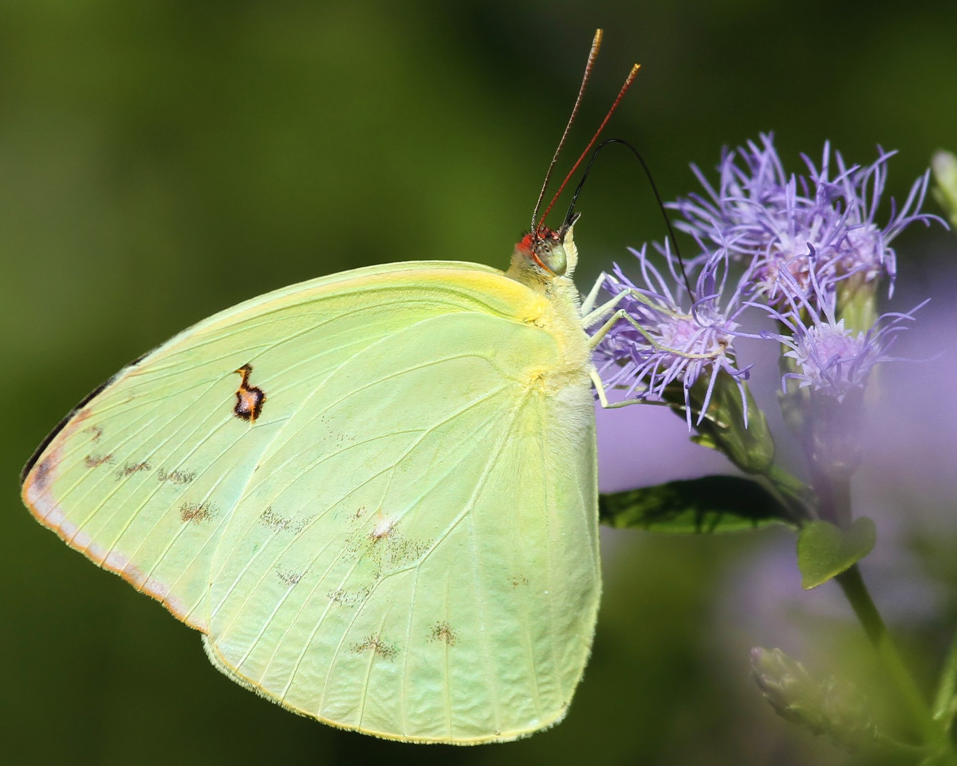 Statira Sulphur