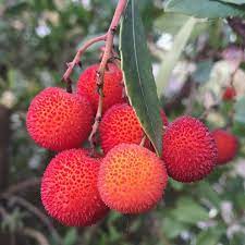 Strawberry Tree