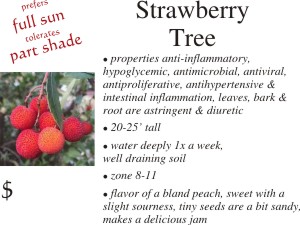 Strawberry Tree