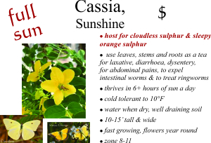 Sunshine Cassia