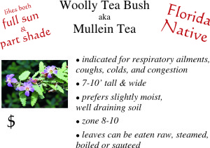 Woolly Tea Bush