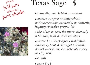 Texas Sage