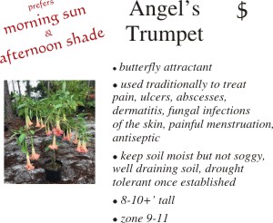 Angel's Trumpet