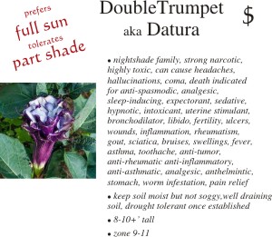 Datura
