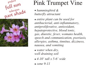 Pink Trumpet Vine