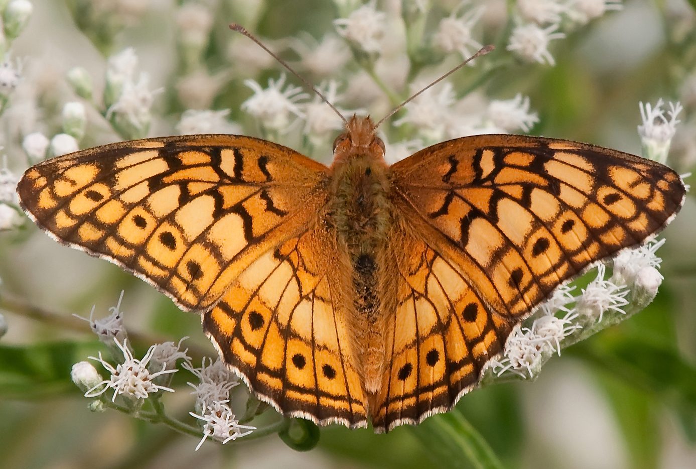 Variegated Fritillary